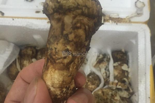 刺生松茸菌的做法图解1