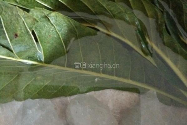 冰糖枇杷汁的做法图解2