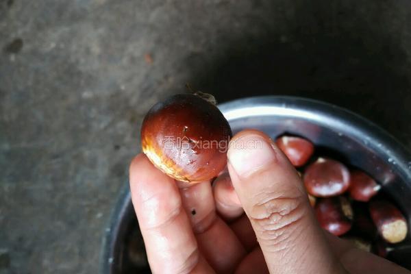 煮栗子的做法图解2