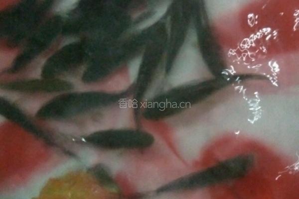鲫鱼汤的做法图解1