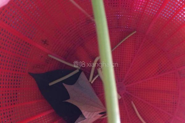 辣炒红薯尖的做法图解2