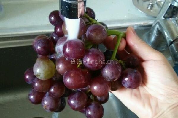 自制美味营养纯葡萄酒的做法图解5