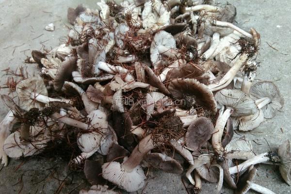 肉炒尖椒蘑菇的做法图解1