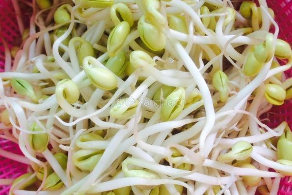 家常海带烧豆芽的做法图解1