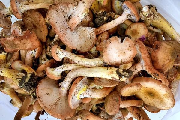 鲜榛蘑炒肉的做法图解1