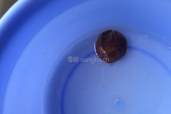 蒸板栗的做法图解3