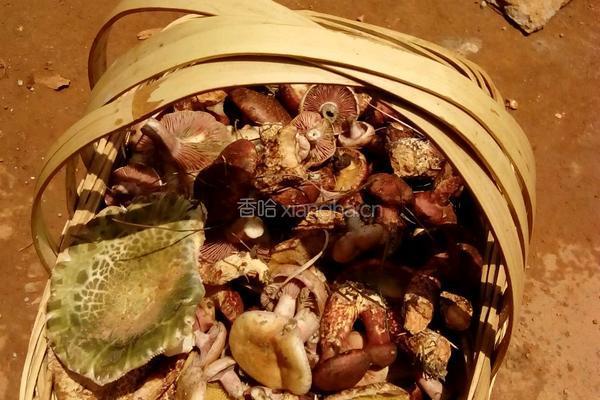 干野生菌的做法图解1