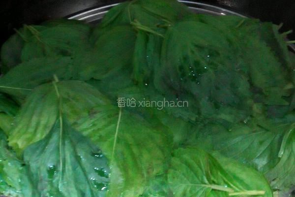 苏子叶咸菜的做法图解2