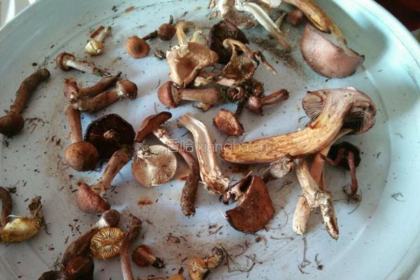 东北蘑菇猪肉酱的做法图解1