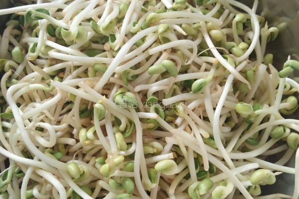 豆芽炒粉的做法图解1