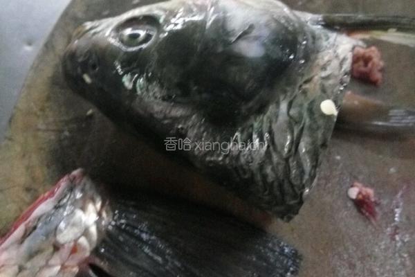 金牌小炒鱼的做法图解1