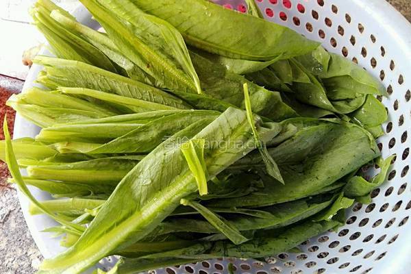 苦麦菜汤的做法图解1