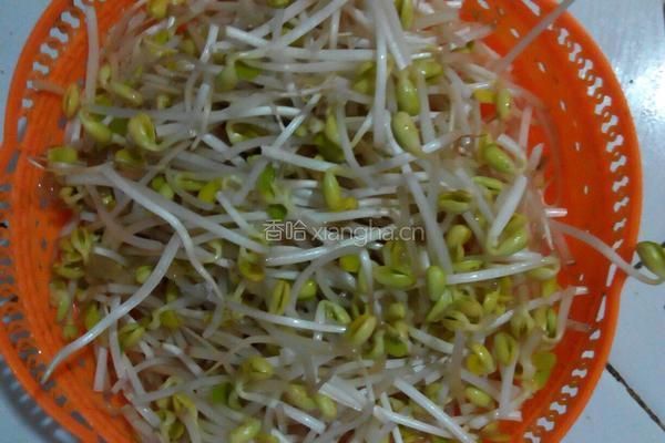 醋溜豆芽的做法图解1