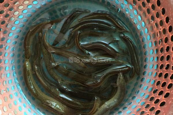 泥鳅焖豆腐的做法图解1