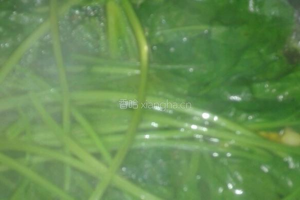 玉米菠菜丸子汤的做法图解8