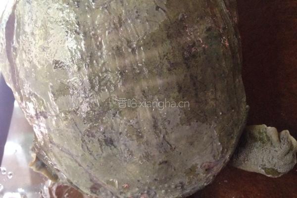 土茯苓甲鱼薏米汤的做法图解1