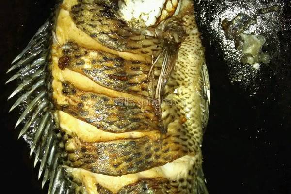 糖醋罗非鱼的做法图解5