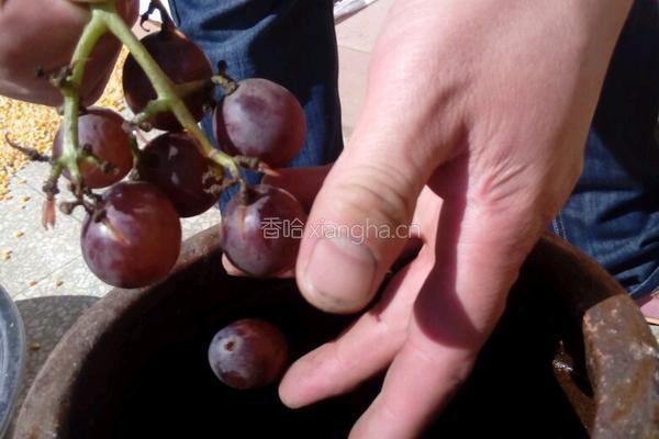 自酿葡萄酒的做法图解4