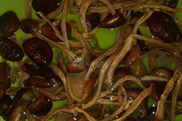 茶树菇老鸭汤的做法图解2
