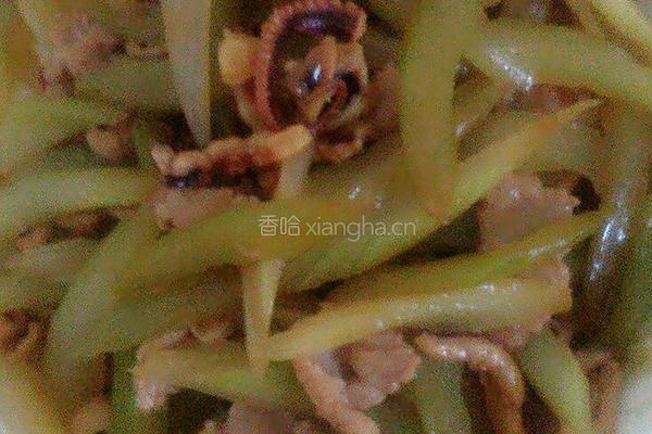 鱿鱼瘦肉炒西芹的做法图解4