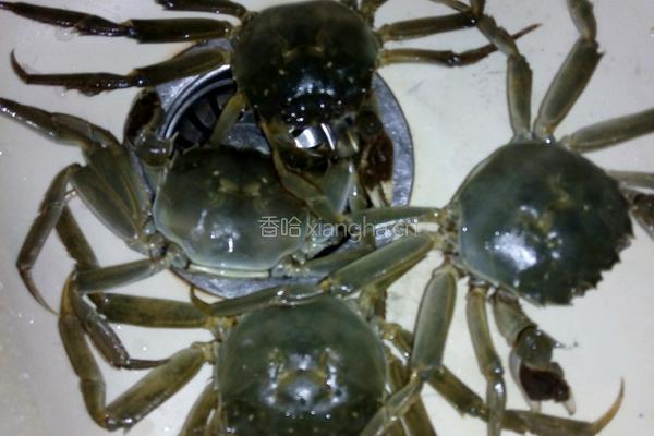 干锅香辣虾的做法图解2