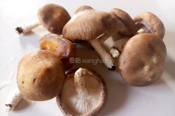 土豆炖鸡肉的做法图解5