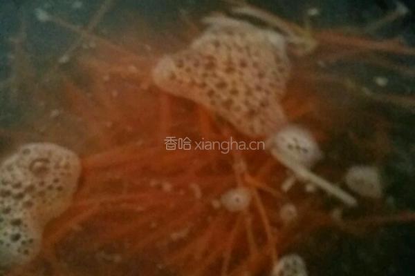鸡蛋蔬菜饼的做法图解6
