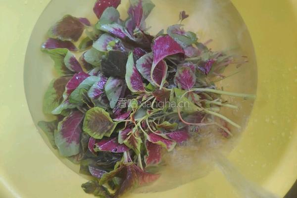 凉拌苋菜的做法图解1