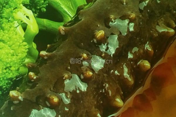 一品海参