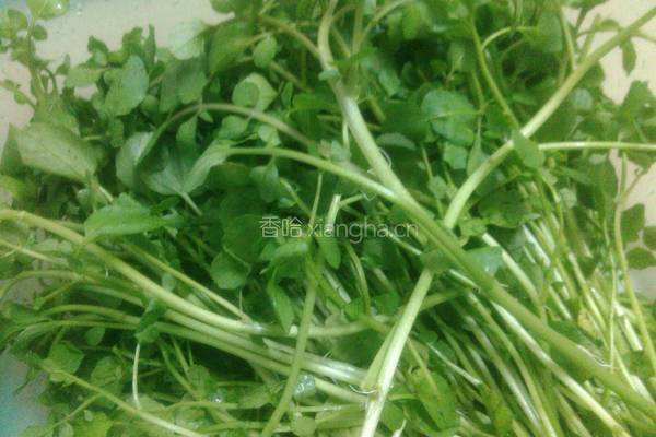 西洋菜滚鲫鱼汤的做法图解2