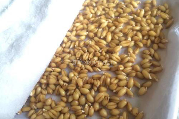 小麦草水培的做法图解6