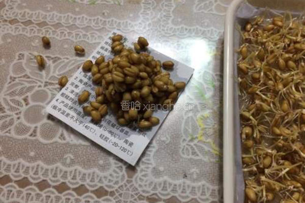 小麦草水培的做法图解8