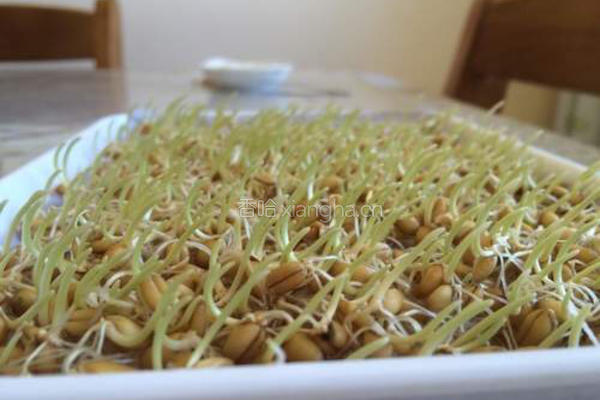 小麦草水培的做法图解9