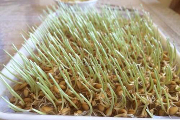 小麦草水培的做法图解10
