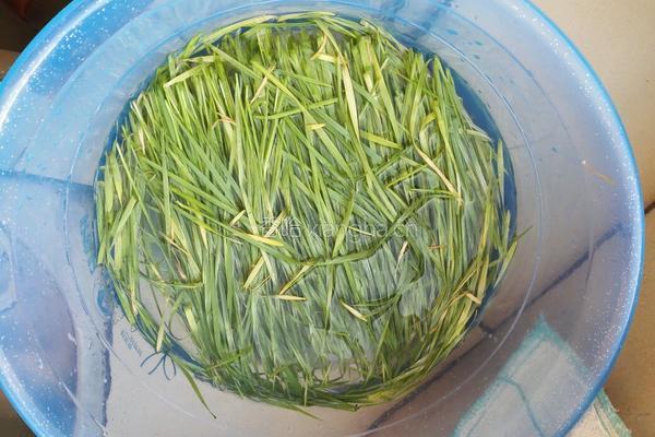 小麦草鲜肉饼的做法图解3