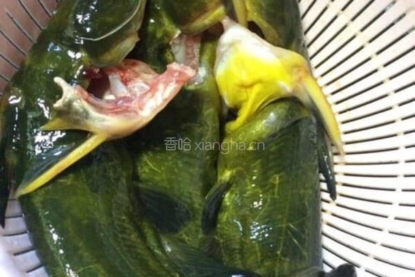 红烧黄丫头的做法图解1