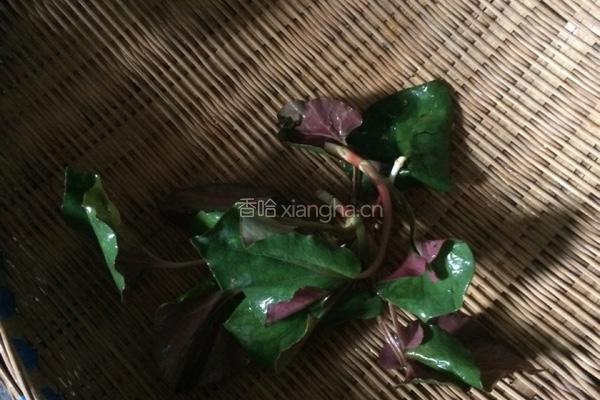 凉拌折耳根（又名鱼腥草）的做法图解1