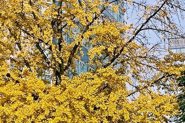 川芎白果煲鸡汤的做法图解4