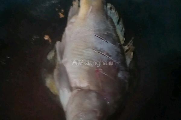 红烧鲤鱼的做法图解3