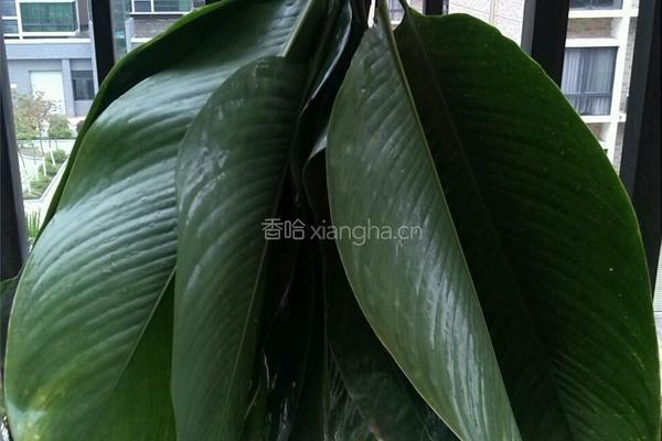 包粽子的做法图解2