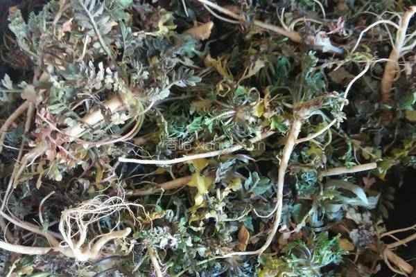 荠菜水饺的做法图解3