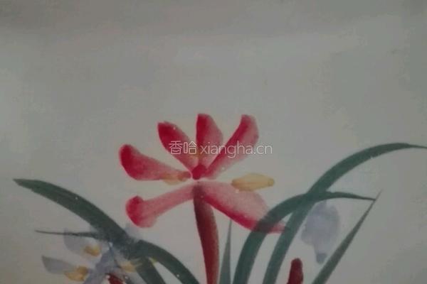 胡萝卜玉米排骨砂锅的做法图解11