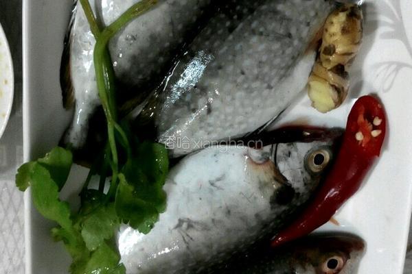 豆酱蒸泥猛鱼的做法图解1