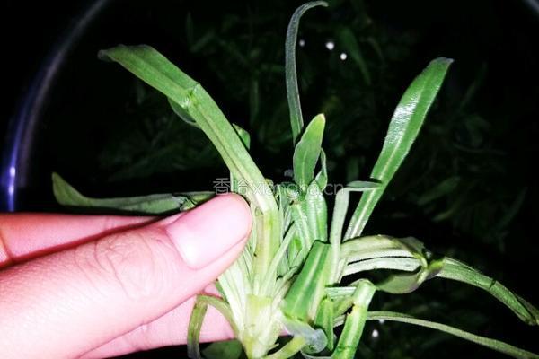 蒸野菜的做法图解1