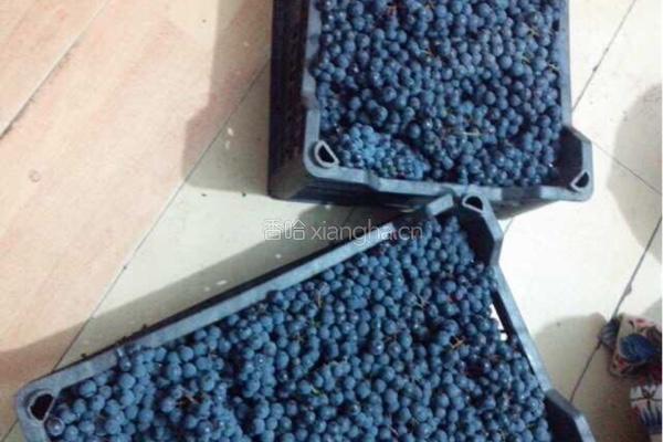 葡萄酒🍷的做法图解1