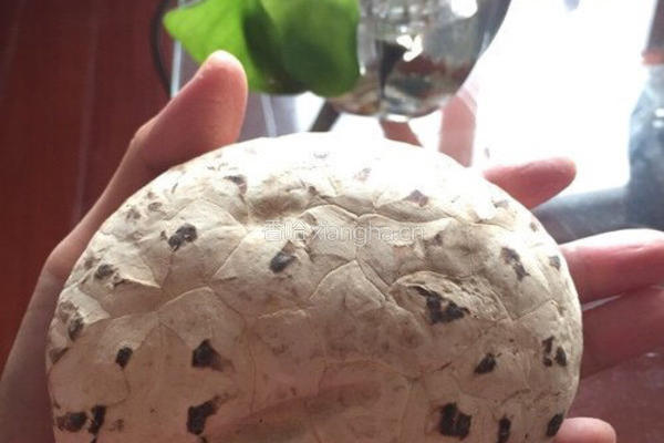 野生大花菇煲排骨汤的做法图解1
