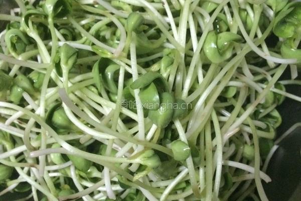 炒绿豆芽的做法图解1