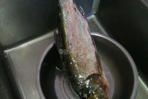 家炖白鲢鱼的做法图解1