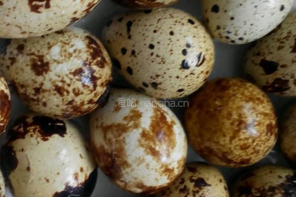 叉烧肉卤鹌鹑蛋的做法图解4