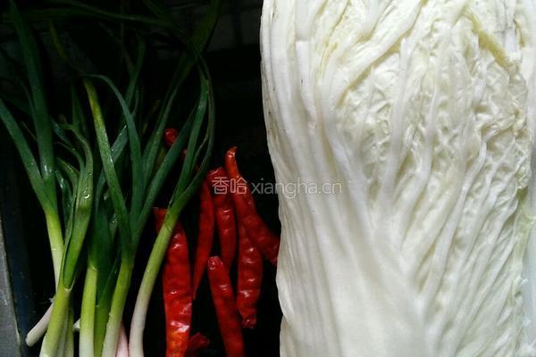 醋溜辣白菜的做法图解1